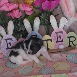 Girl 1 - Black parti female Pomeranian puppy in Newport News, Virginia from Itty Bitty Poms