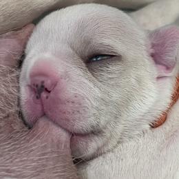 Finn - Cream female French Bulldog puppy in Dubois, Idaho from White Hippo Frenchies