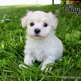 Clay - White and tan male Maltese puppy in Morehead, Kentucky from Paw Perfect Pets