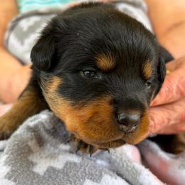 Yellow collar - Black and mahogany female Rottweiler puppy in Birmingham, Alabama from K&B Rotts