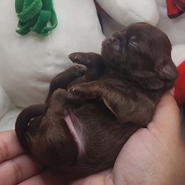 Shih Tzu Puppies from My Little Shih Tzu Dreams