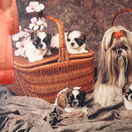 Shih Tzu Puppies from JuJenn Shih Tzus