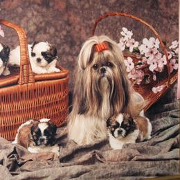Shih Tzu Puppies from JuJenn Shih Tzus