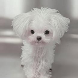 Cavapoo, Maltese, and Maltipoo Puppies from Carolina Canines