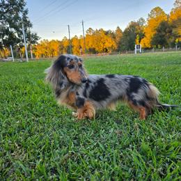 Sinead - Dachshund