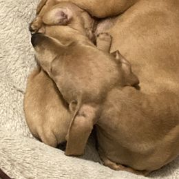 Twin twin  - Dachshund