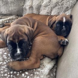 Jake - European - located in MI - Fawn male Boxer puppy in Wellington, Ohio from Brinkhaven Boxers