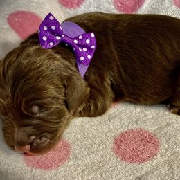 Girl 5 - Double Doodle puppy in Terry, Mississippi from Dixie Magnolia Doodles