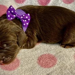 Girl 5 - Double Doodle puppy in Terry, Mississippi from Dixie Magnolia Doodles