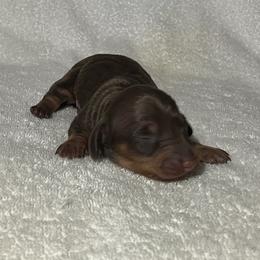 Speedy - Chocolate and tan male Dachshund puppy in Mocksville, North Carolina from The Dachs of Hazzard Dachshunds