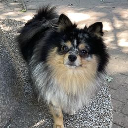 Yeti - Pomeranian