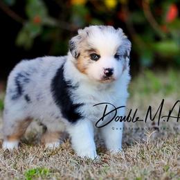 Frost - Blue merle male Australian Shepherd puppy in Olivehurst, California from Double M Aussies