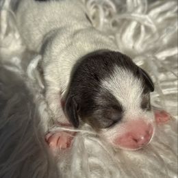 Female 3 - Dapple female Dachshund puppy in El Campo, Texas from Creamer Creek Kennel