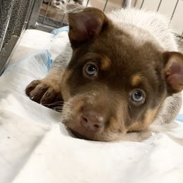 Australian Cattle Dog Puppies from Rising J Cattle Dogs
