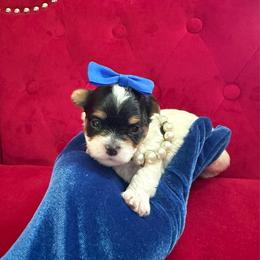 Benz - Black & tan tri-color male Morkie puppy in Pennsauken, New Jersey from Noir Luxe Litters of NJ