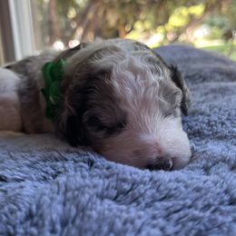 Aussiedoodle Puppies from Kiki’s Doodles