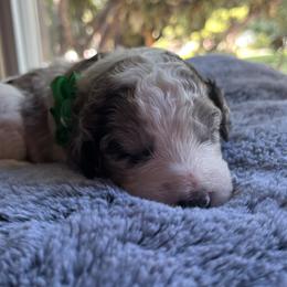 Aussiedoodle Puppies from Kiki’s Doodles