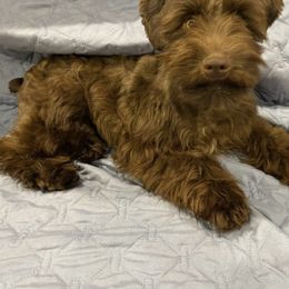 Neo - Miniature Schnauzer