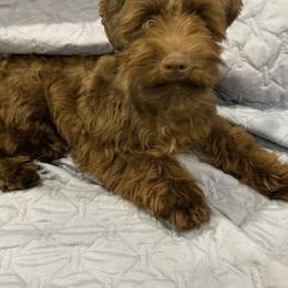 Neo - Miniature Schnauzer