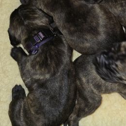 Purple collar brindle female - Brindle female Great Dane puppy in Houston, Texas from Draggin Dobermans & Great Danes