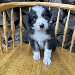 Pumpkin - Black tri-color male Australian Shepherd puppy in Hillsboro, Oregon from Delaney's Australian Shepherds