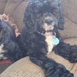 Cockapoos, Cocker Spaniels, Dalmatians, and Poodles from Child's Canine Companions