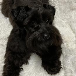 Zoey - Miniature Schnauzer