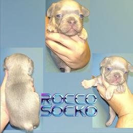 Rocco Socko - Blue male French Bulldog puppy in New Castle, Delaware from Sasha’s Elite Kennel LLC