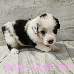 Ella f7 light pink - Blue merle female Australian Shepherd puppy in Arbela, Missouri from County Line Aussies