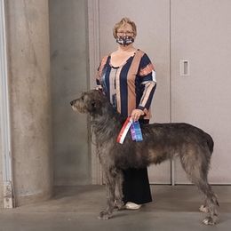 Irish Wolfhound All Grown Up from Paragon Irish Wolfhounds