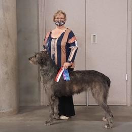 Irish Wolfhound All Grown Up from Paragon Irish Wolfhounds