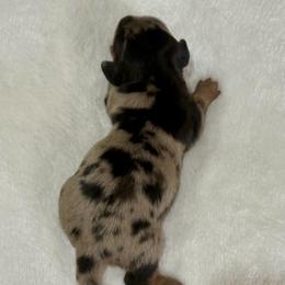 AKC black and tan dapple - Dapple female Dachshund puppy in Ozark, Alabama from Honey Hill Dachshunds