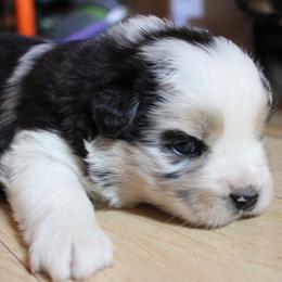 Dragon - Blue merle female Australian Shepherd puppy in Sonoita, Arizona from Gardner Canyon Kennels