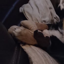 Australian Shepherds from G2 Whitetails