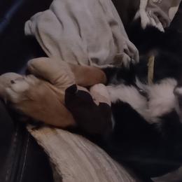 Australian Shepherds from G2 Whitetails