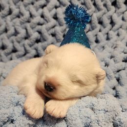 Samoyed Puppies from Limelight Samoyeds