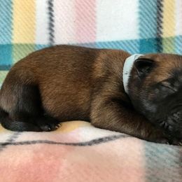 Belgian Malinois Puppies from Andrea Gumrich's Belgian Malinois