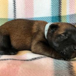Belgian Malinois Puppies from Andrea Gumrich's Belgian Malinois