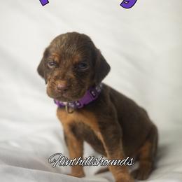 Holly - Liver and tan female Bloodhound puppy in Wamego, Kansas from Flint Hills Hounds