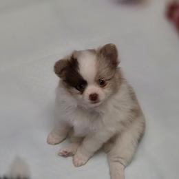 Willows chocolate Merle - Chocolate merle female Pomeranian puppy in Maplefalls, Washington from Snow peak poms