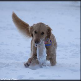 Daisy - Golden Retriever