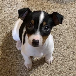 Toy Fox Terriers from Sweetfield Farm