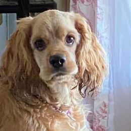 Sugar - Cocker Spaniel