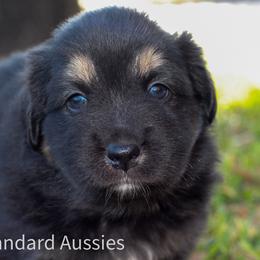 Dancer - Black tri-color male Australian Shepherd puppy in Azle, Texas from AW Standard Aussies