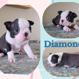 Diamond - Seal and white female Boston Terrier puppy in Rogersville, Alabama from Angel's Boston Terriers and French Bulldog