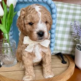 Arthur Sinclair - male Cavapoochon puppy in Lucas, Ohio from Apricot Lane Puppy