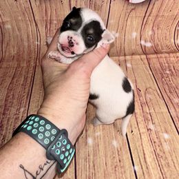 Yin - Black and white female Chihuahua puppy in Palmyra, Indiana from Country Star Chihuahuas