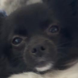 Chihuahuas from Pupcup’s Crown Collection