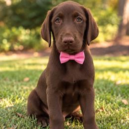 Remi - Chocolate female Labrador Retriever puppy in Chicago, Illinois from Urbane Retrievers