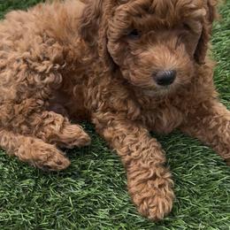 Goldendoodle Puppies from Anna Liu